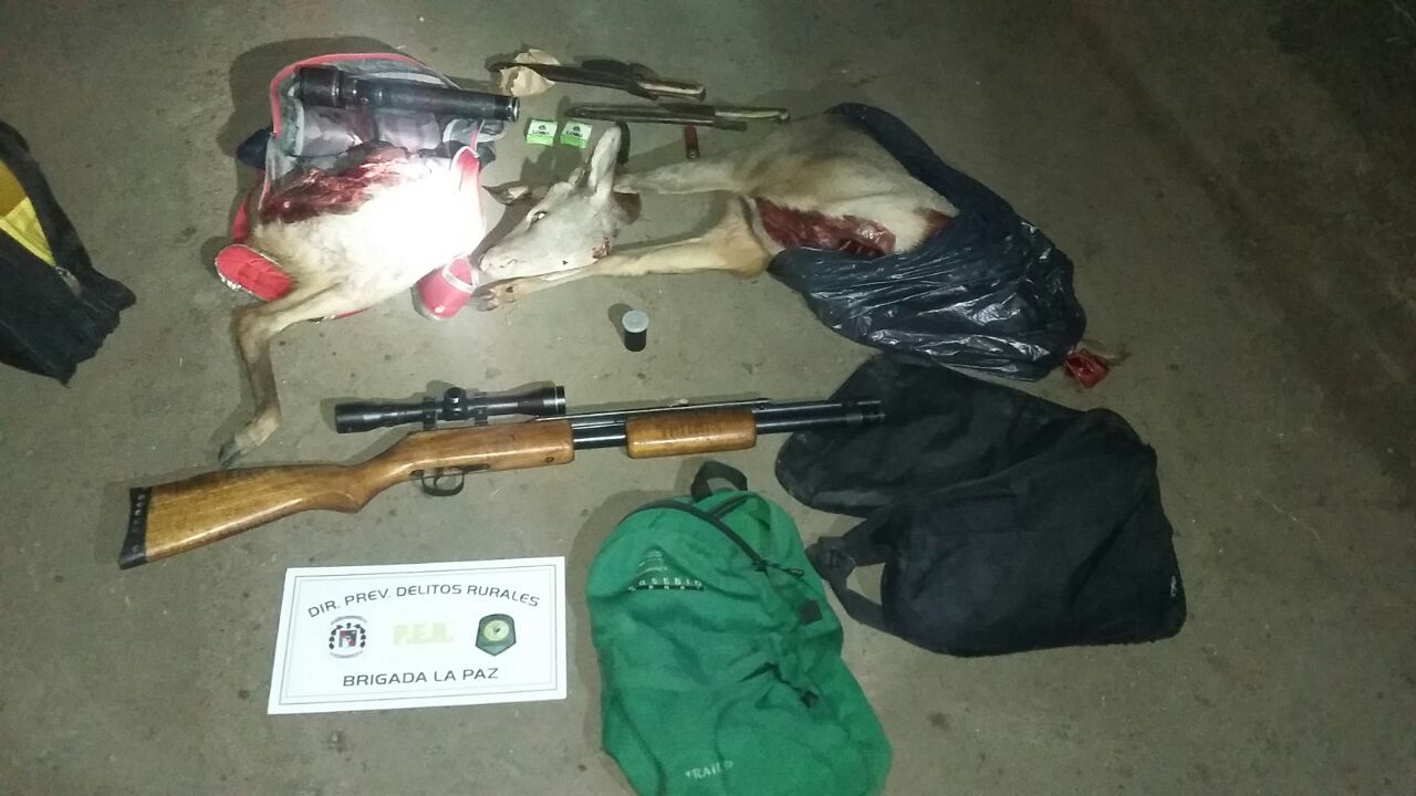 Las armas y los animales decomisados. Foto PER.&nbsp;