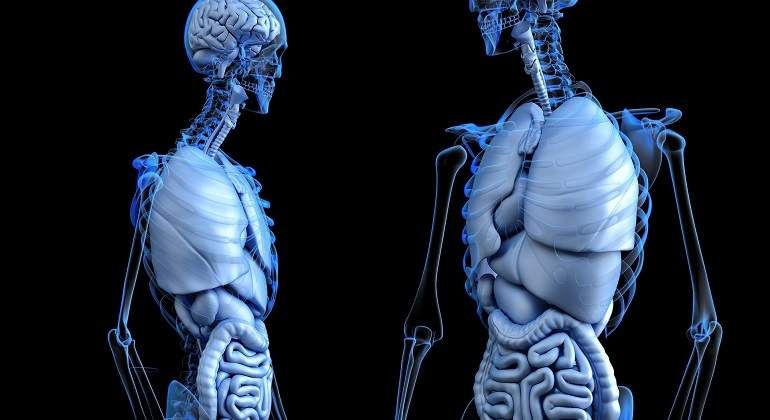 Descubren Un Nuevo órgano En El Cuerpo Humano Y Es El Más Grande Hasta