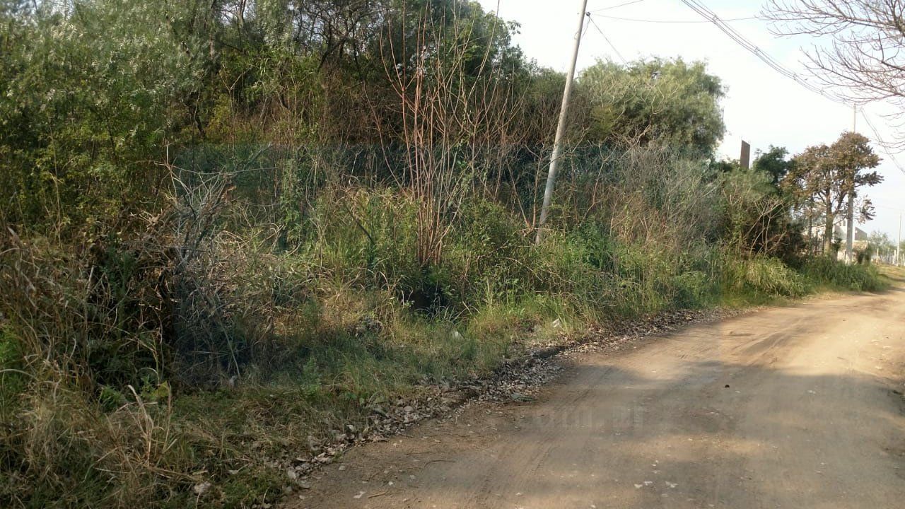 Zona de riesgo. En el barrio se formaron montes con alta vegetación.
