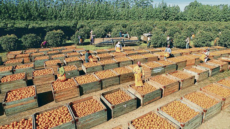 Uruguay ya exporta naranjas a Estados Unidos.&nbsp;