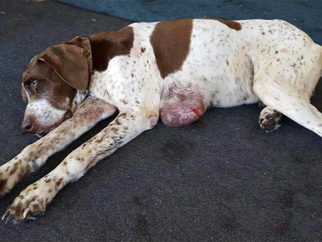 Charlie se reencontró con su dueña luego de haber estado diez años deambulando por las calles.