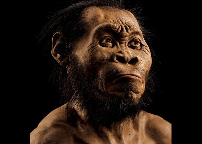 El Homo naledi tiene un tronco parecido a los grandes simios actuales como el chimpancé.