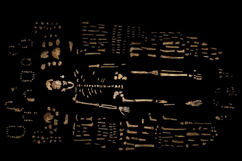 El Homo naledi tiene un tronco parecido a los grandes simios actuales como el chimpancé.