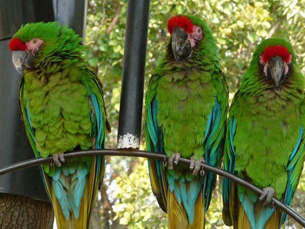 El Guacamayo Verde Mayor.