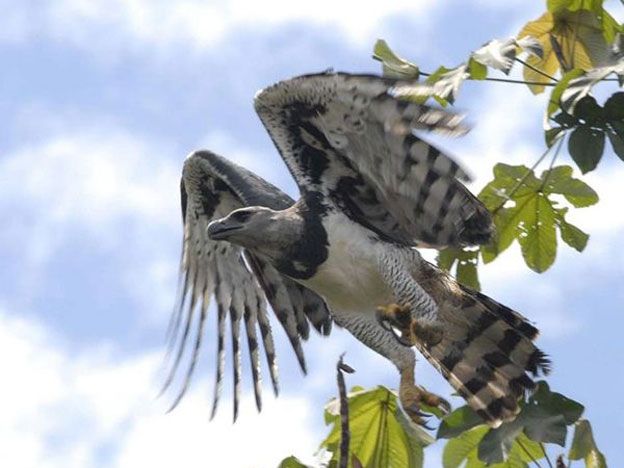 El Águila Harpía.