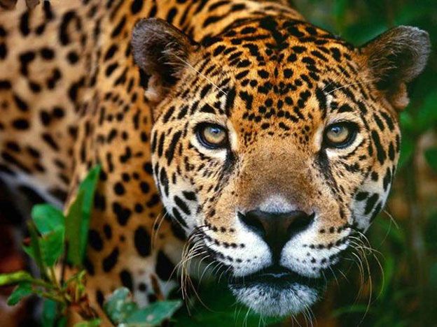 El Jaguar.