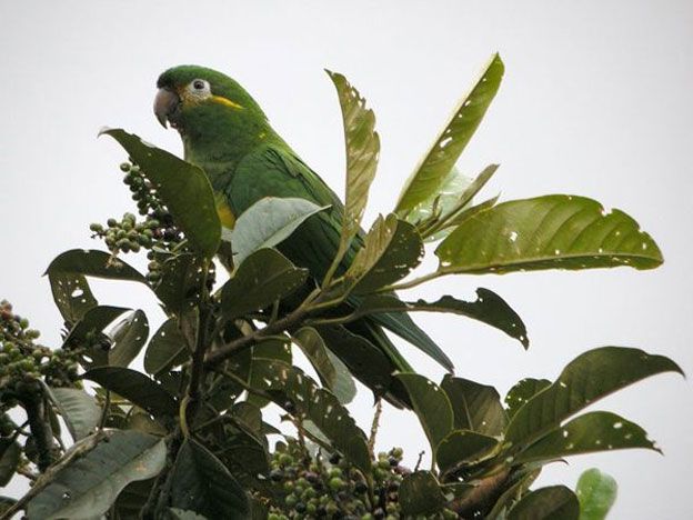 El perico cachetidorado.