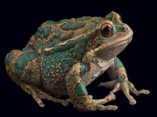 La Rana Marsupial.