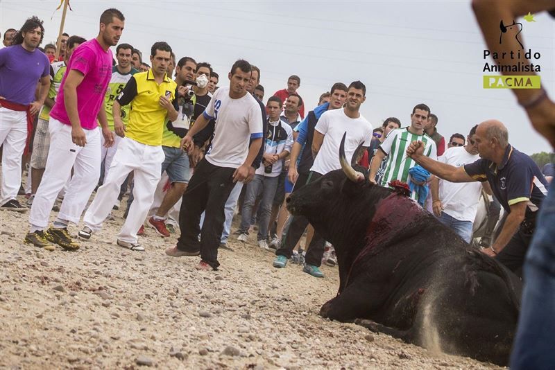 Detractores y defensores del Torneo del Toro de la Vega, que se celebra cada septiembre en ese pueblo de la provincia de Valladolid (centro), se lanzaron insultos, amenazas y alguna pedrada al inicio de una de las ediciones más tensas.