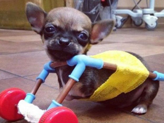 Turbo, el perro chihuahua con dos patas.