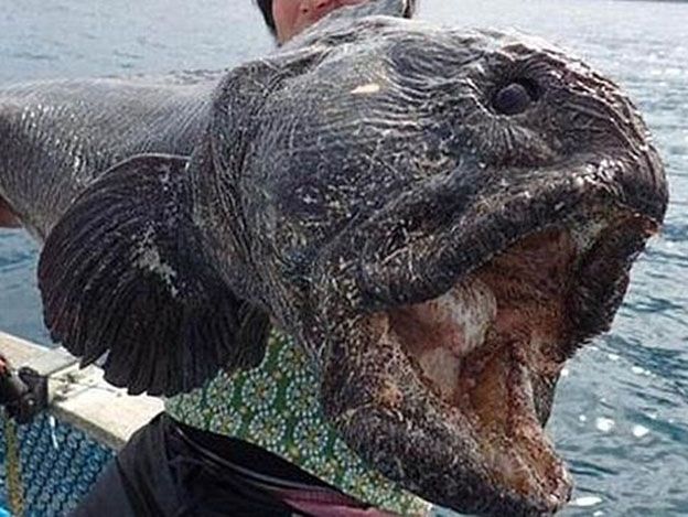 El pez mutante aparecido en Fukushima