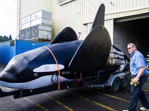 Una orca falsa naufragó antes de asustar a leones marinos