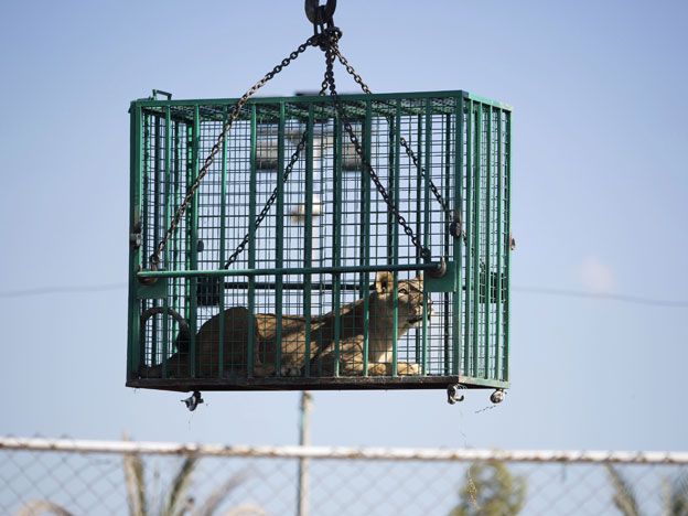 Se llevan a los leones que estaban muy mal alimentados.