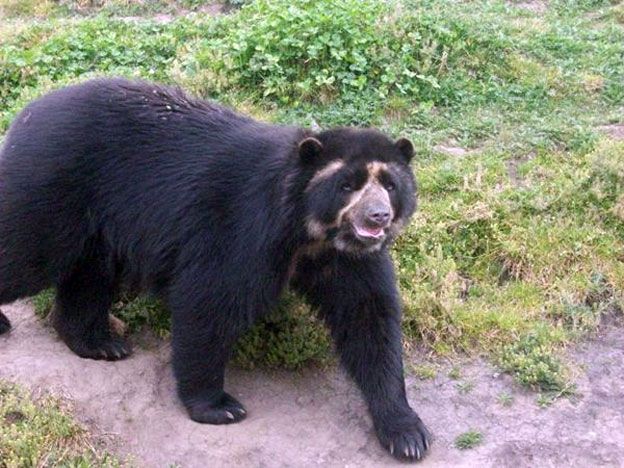 El Oso Andino.