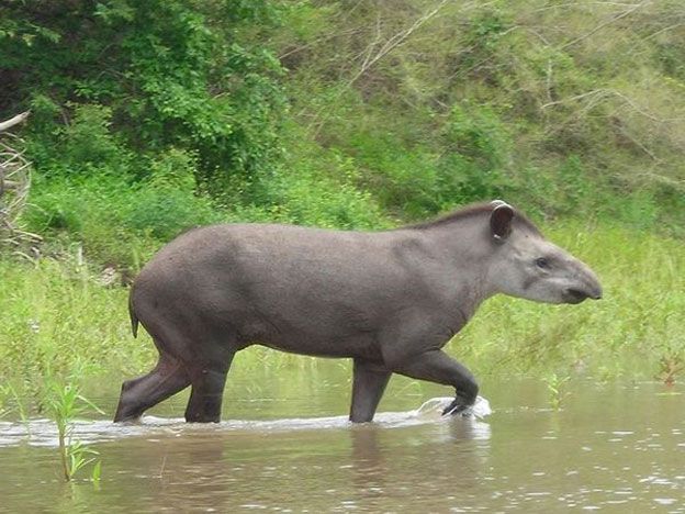 El Tapir Amazónico o Danta.