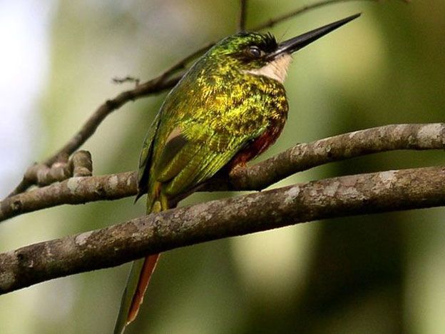 El Jacamar Pechicobrizo.