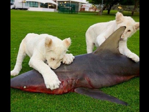 Humaid Albuqaish muestra en Instagram lo que comen sus felinos.