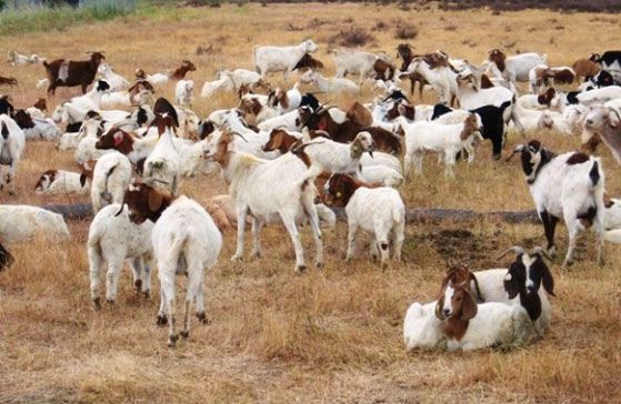 Google alquila cabras. La razón responde a que la empresa necesita de esos animales para que vayan comiéndose el pasto que crece alrededor del edificio de la empresa central. La operación incluye unas 200 cabras y es “mucho más lindo que ver una cortadora de pasto”, según revelaron.