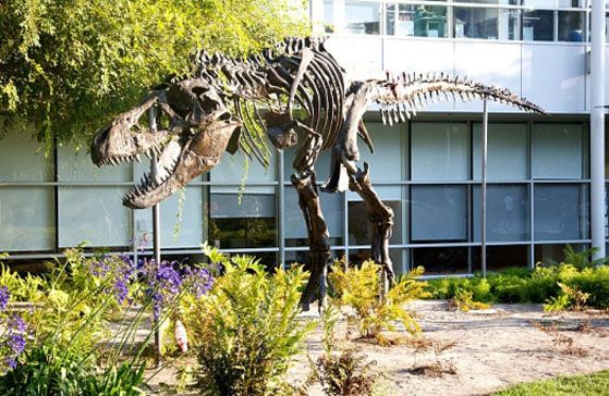 En la central de Google hay una réplica de un tiranosaurio Rex cuyo apodo es “Stan” en honor a uno verdadero que encontraron en un terreno cercano a la empresa. La decoración de las oficinas de Google siempre se destacó por ser originales y excéntricas. También hay figuras de androides y naves espaciales.