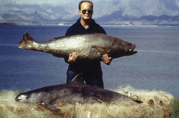 Un pez totoaba al lado de una vaquita marina que murió atrapada en las redes de enmalle.&nbsp;WWF