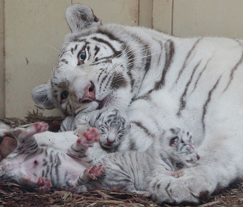 Nacieron 4 leones blancos y 3 tigres blancos en un zoo de Polonia
