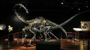 Los dos dinosaurios fueron vendidos en Paris tras una subasta. Foto, AFP