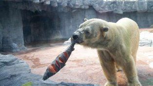 El oso polar Inuka sufrió una degradación de su salud y debió ser eutanasiado