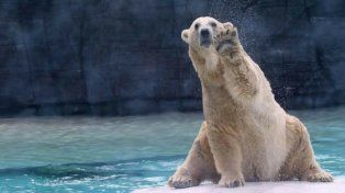 El oso polar Inuka sufrió una degradación de su salud y debió ser eutanasiad.
