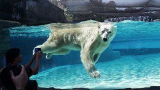 El oso polar Inuka sufrió una degradación de su salud y debió ser eutanasiado
