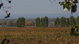 Bello paisaje de los viñedos de bodega Enzo Bianchi en Vista Flores.