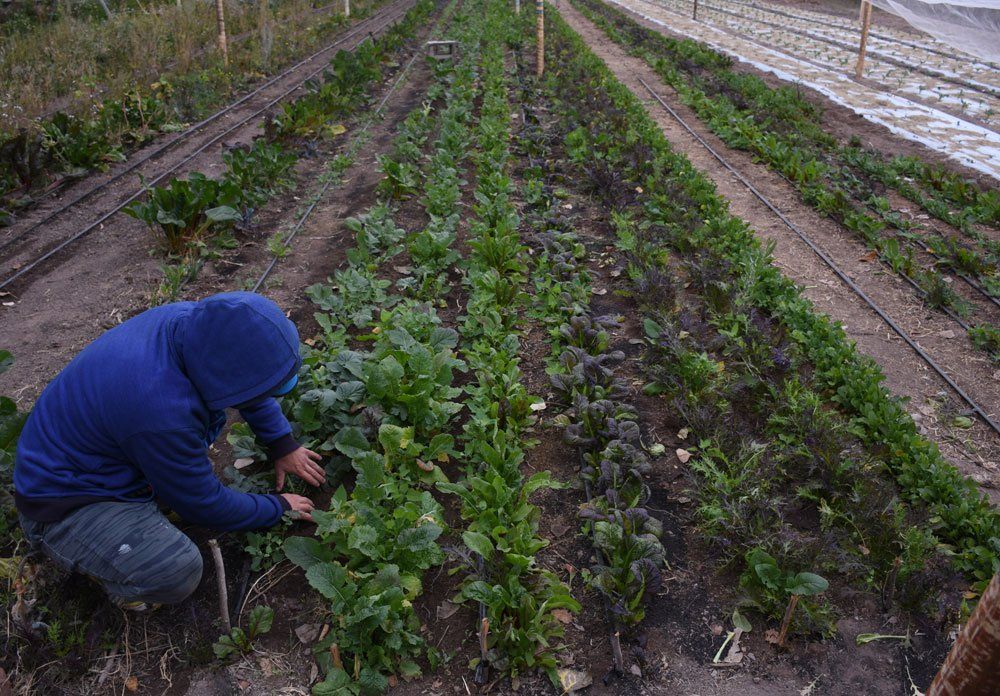 Nuevas técnicas. Hidroponia, una de las alternativas, que se utilizan en Mendoza, para cultivos más sanos. Foto: Horacio Altamirano / Diario UNO.&nbsp;