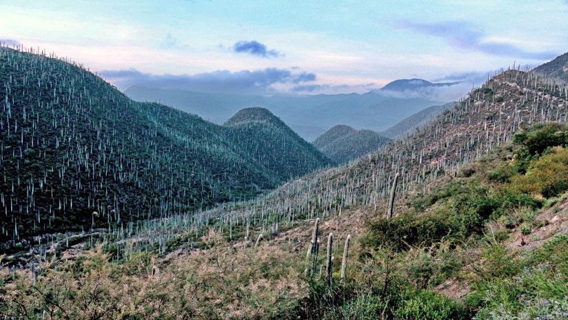 Bosque de cactus, Valle de Tehuacán-Cuicatlán, Puebla, México, 29 de junio de 2017                                                       /                                             Joel MERINO                                                                              /                     AFP