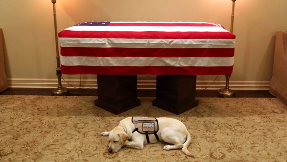 Sully, el fiel perro de George Bush padre.&nbsp;