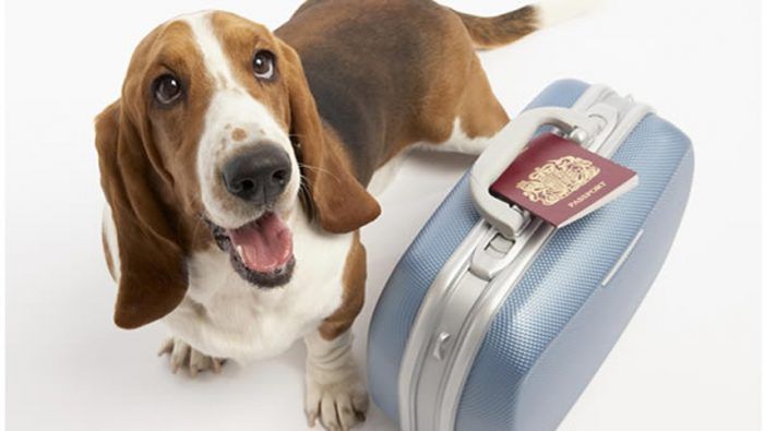 Viajar Con Tu Mascota: Cinco Tips Para Subirla Al Avión