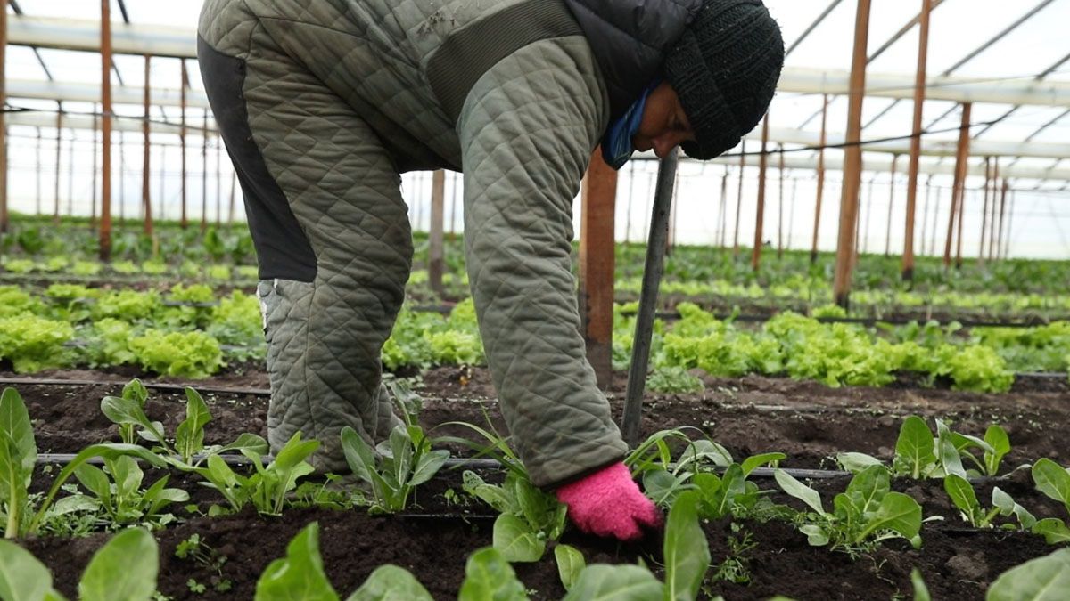 La Nación financiaba varios proyectos de agricultura familiar en Mendoza.