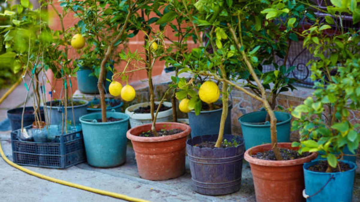 Árbol frutal: cuál es la mejor maceta para tener en el balcón o la terraza y acelerar el desarrollo de frutas