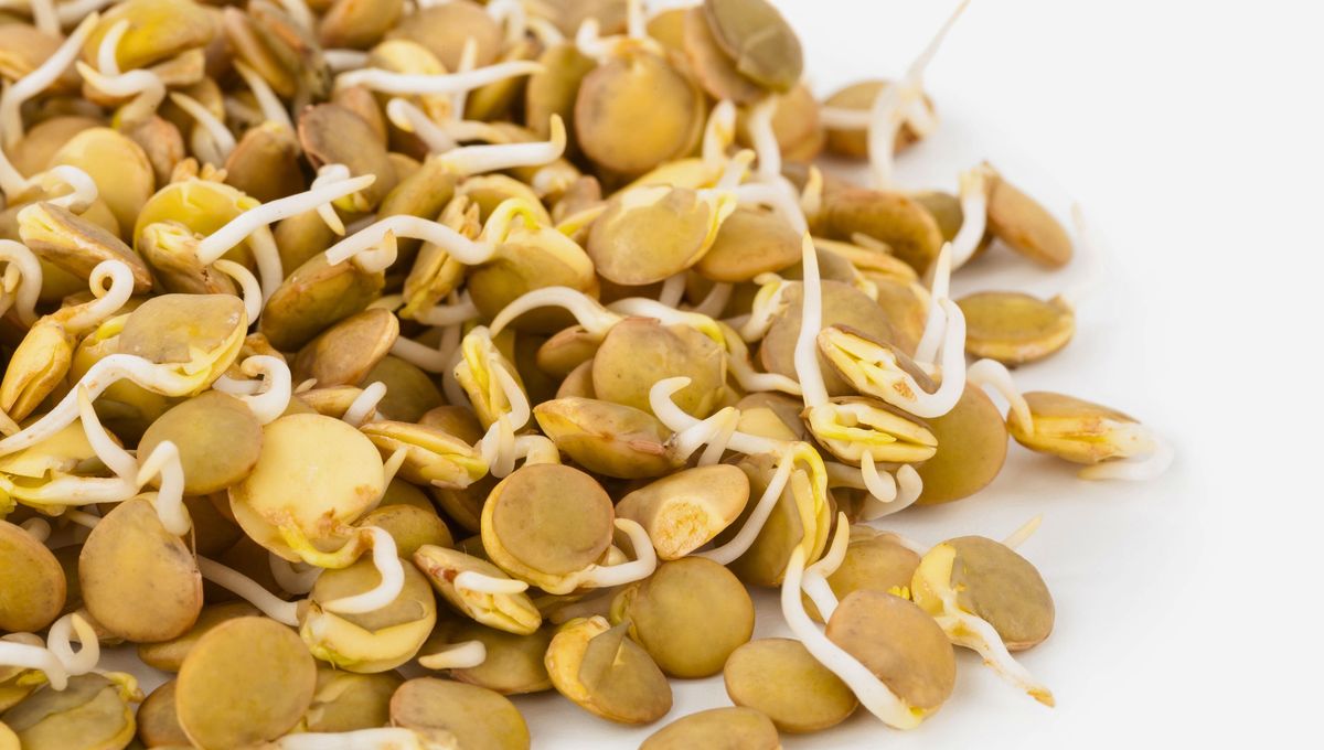 Las lentejas se pueden comer brotadas o cultivar en macetas. Las lentejas se pueden comer brotadas o cultivar en macetas.