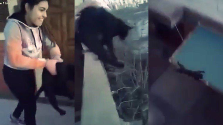 Tiró un gato desde el cuarto piso para ver si caía parado