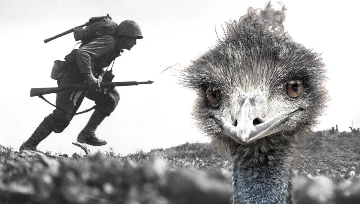 Guerra Emú, el día que un país fue vencido por 20.000 aves: un fracaso militar sin precedentes