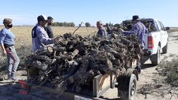En Santa Rosa, juntan leña y se las llevan a las familias aisladas por Covid