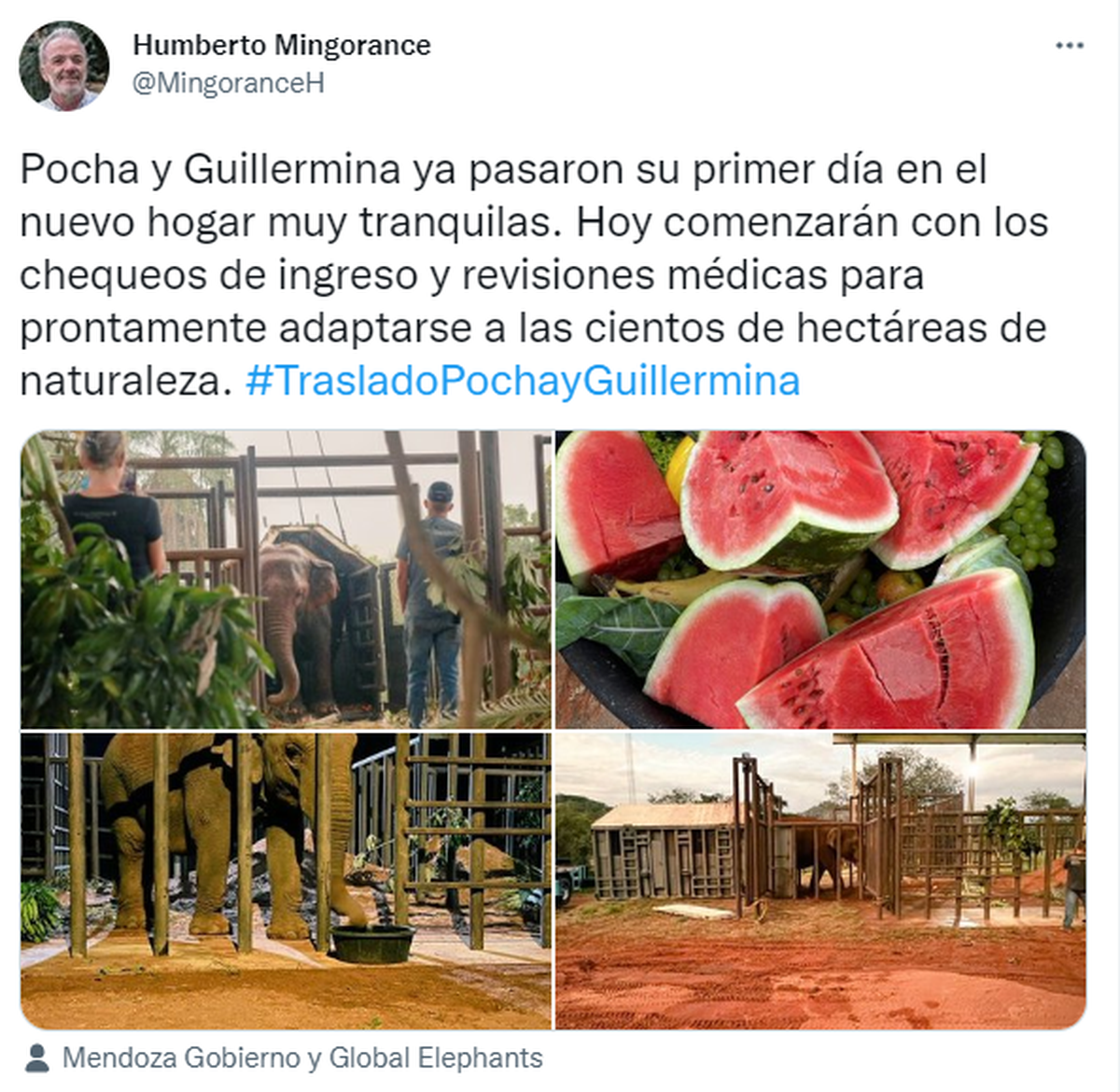 Humberto Mingorance utiliza su cuenta de Twitter para informar el paso a paso de las elefantas en Brasil.