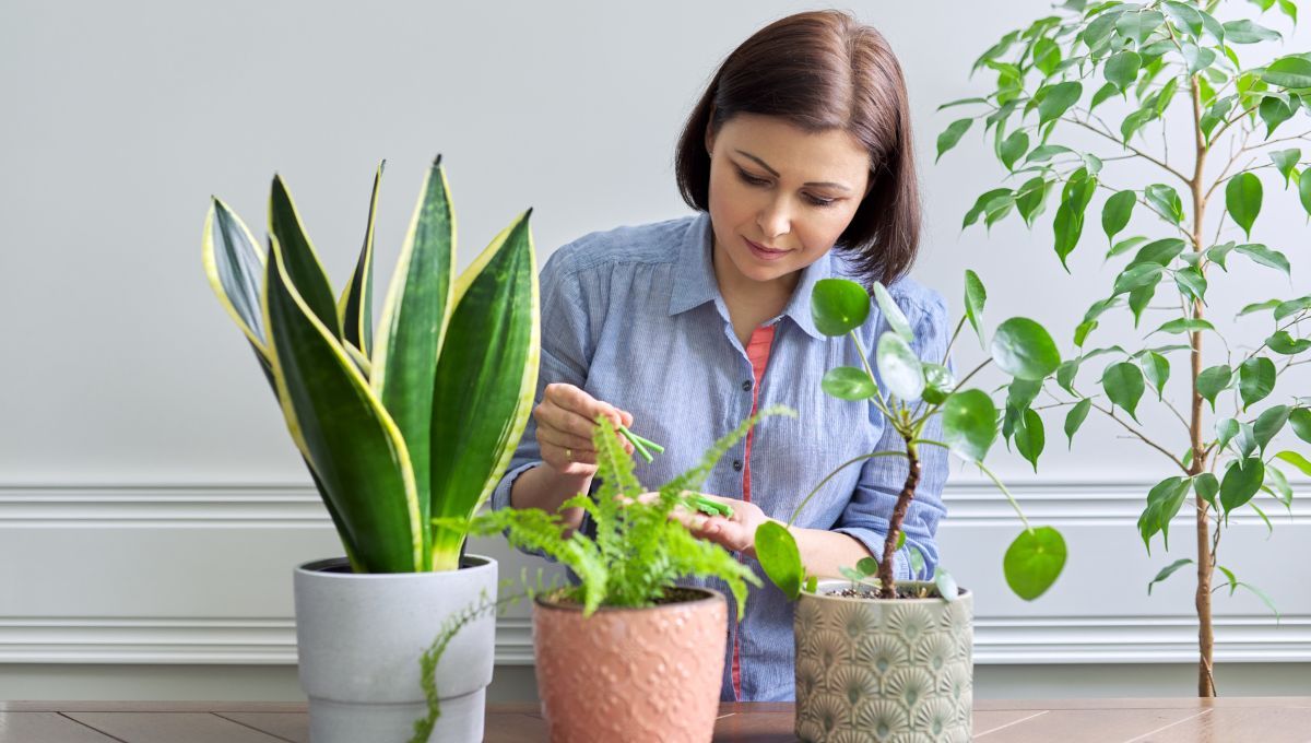 El truco para cuidar las plantas de interior en invierno 