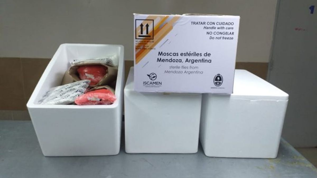 Moscas esterilizadas.