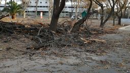 La caída de más de un centenar de árboles, además de postes y cables se produjo este fin de semana en todo Mendoza debido a la presencia del viento Zonda, según informaron desde Defensa Civil.