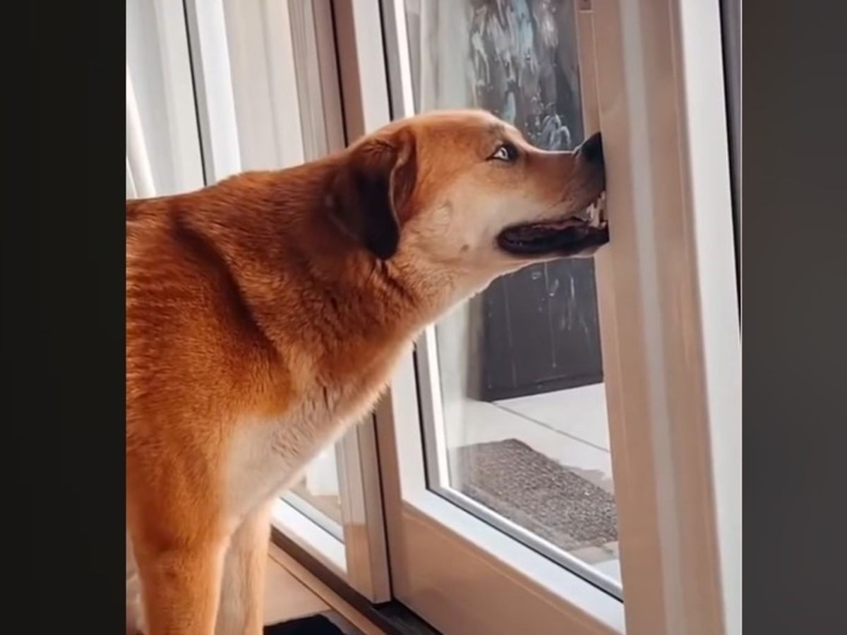 Este comportamiento puede significar una urgencia en tu perro.