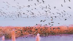 Las aves migratorias vuelan sobre Ulansuhai Nur en Bayannuur, Región Autónoma de Mongolia Interior, una escala importante para estas especies. LI KE / PARA CHINA DAILY
