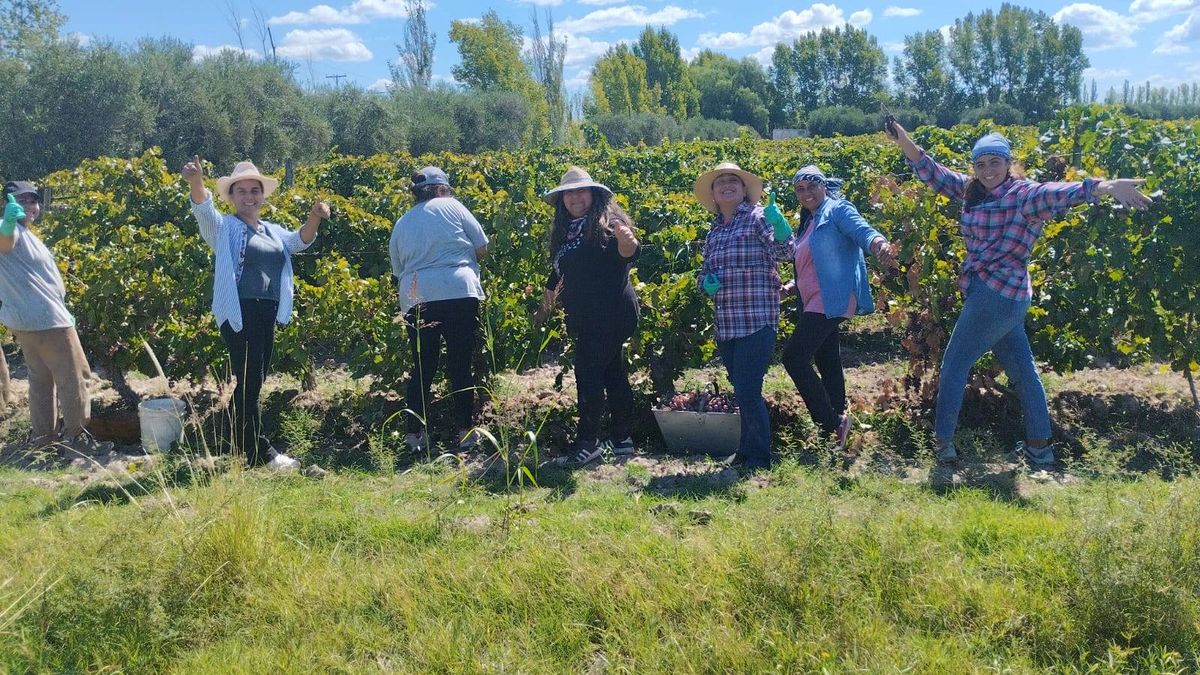 Docentes del Cepi 288 cosecharon uva durante toda una jornada para recaudar fondos con el fin de agrandar el jardín. Docentes del Cepi 288 cosecharon uva durante toda una jornada para recaudar fondos con el fin de agrandar el jardín.