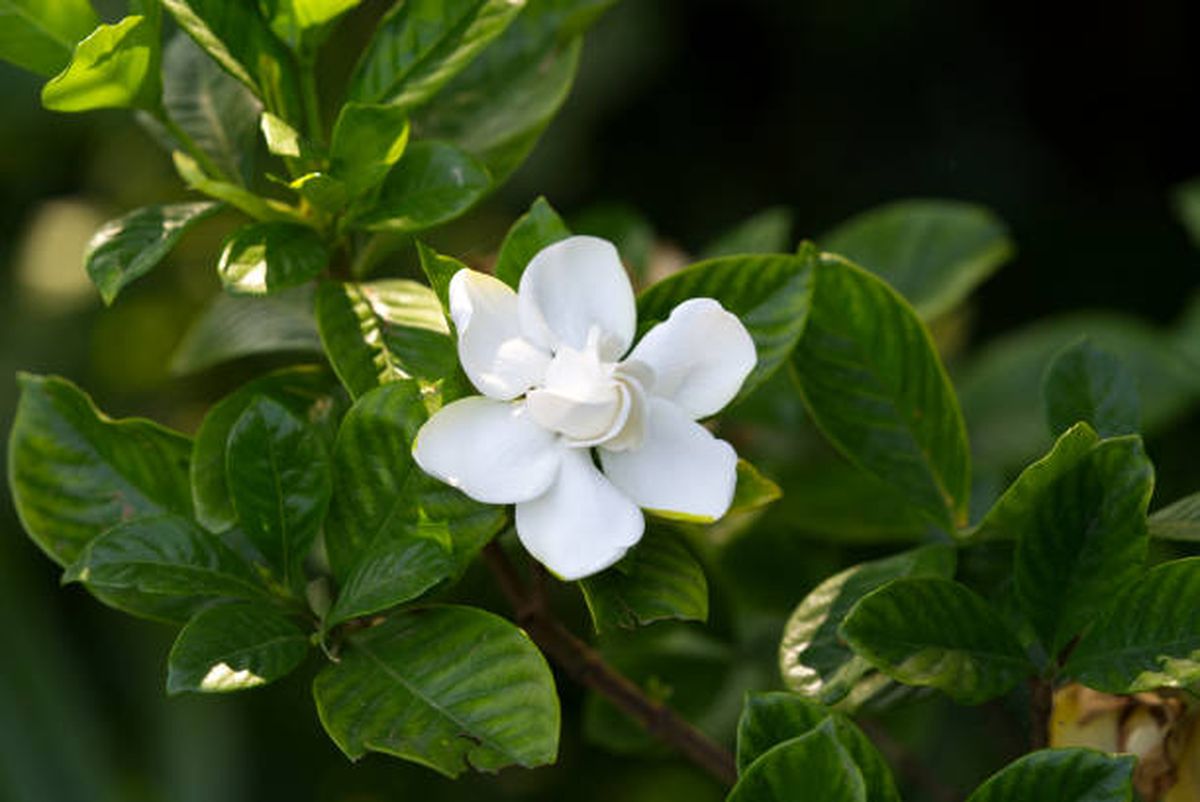 Así debes cuidar tu jazmín en agosto para que florezca en óptimas condiciones. Así debes cuidar tu jazmín en agosto para que florezca en óptimas condiciones.