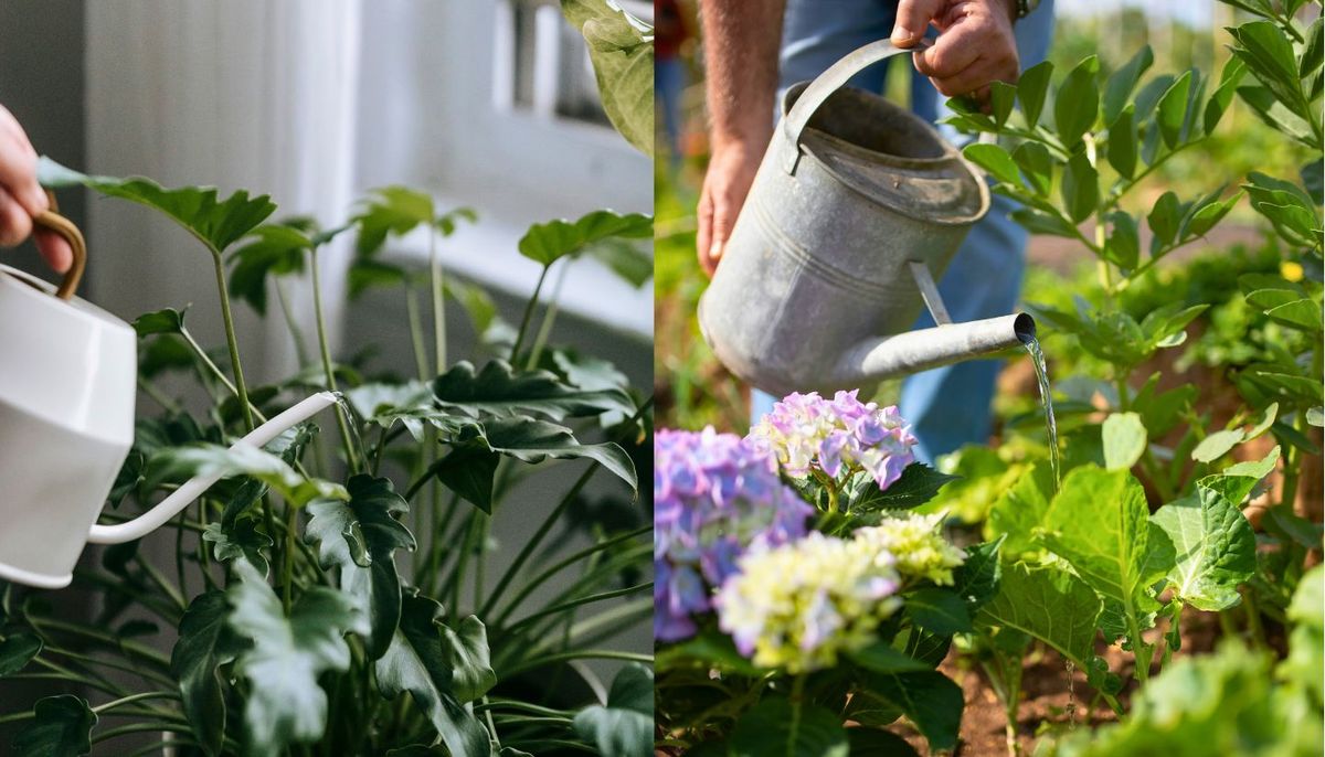 El agua para regar las plantas debe estar a temperatura ambiente. Imagen: Pexels. El agua para regar las plantas debe estar a temperatura ambiente. Imagen: Pexels.