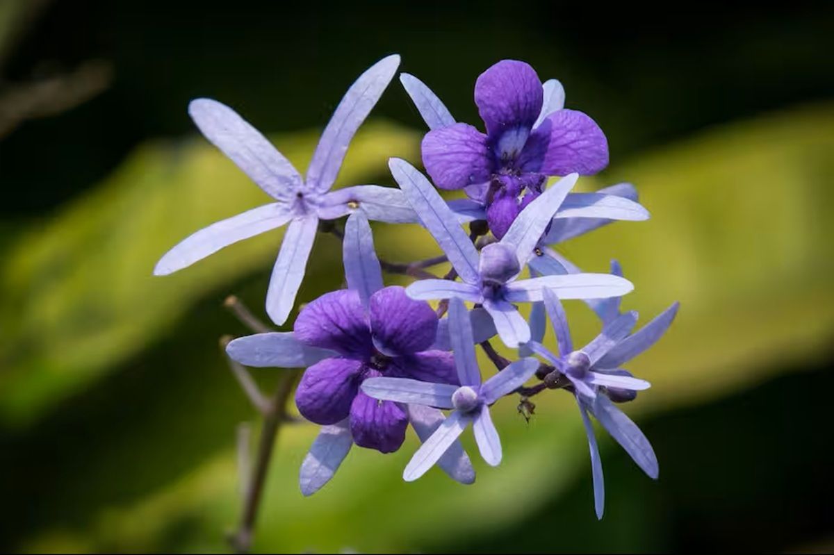 La Petrea volubilis resulta muy bonita para la decoraci&oacute;n por sus flores colgantes de color violeta.